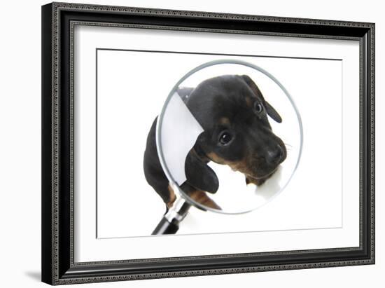 Puppies 042-Andrea Mascitti-Framed Photographic Print