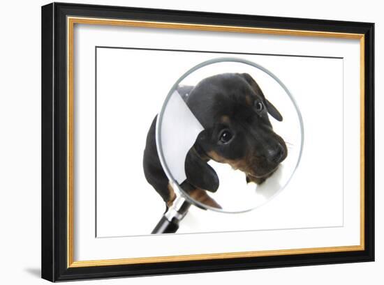 Puppies 042-Andrea Mascitti-Framed Photographic Print