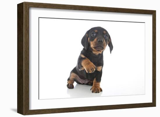 Puppies 043-Andrea Mascitti-Framed Photographic Print