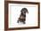 Puppies 043-Andrea Mascitti-Framed Photographic Print