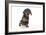 Puppies 043-Andrea Mascitti-Framed Photographic Print