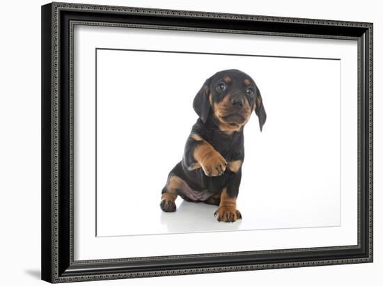 Puppies 043-Andrea Mascitti-Framed Photographic Print