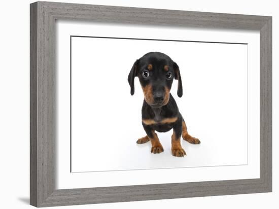 Puppies 044-Andrea Mascitti-Framed Photographic Print