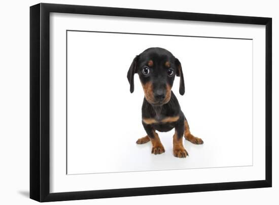 Puppies 044-Andrea Mascitti-Framed Photographic Print