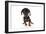 Puppies 044-Andrea Mascitti-Framed Photographic Print