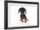 Puppies 044-Andrea Mascitti-Framed Photographic Print