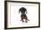 Puppies 044-Andrea Mascitti-Framed Photographic Print