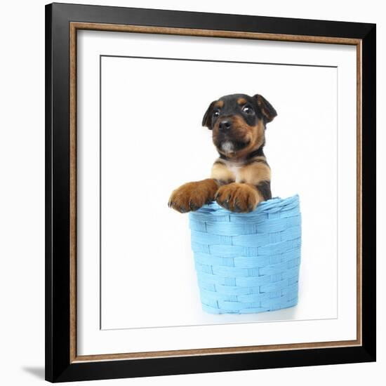 Puppies 047-Andrea Mascitti-Framed Photographic Print