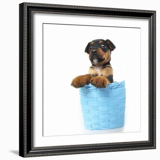 Puppies 047-Andrea Mascitti-Framed Photographic Print