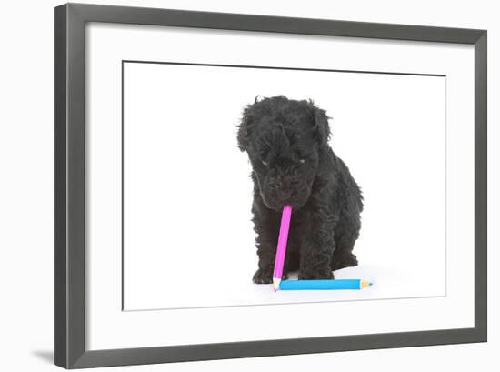 Puppies 048-Andrea Mascitti-Framed Photographic Print