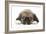 Puppies 049-Andrea Mascitti-Framed Photographic Print