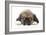 Puppies 049-Andrea Mascitti-Framed Photographic Print