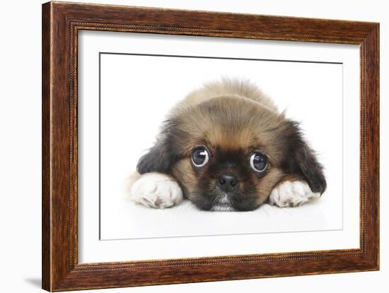 Puppies 049-Andrea Mascitti-Framed Photographic Print