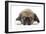 Puppies 049-Andrea Mascitti-Framed Photographic Print