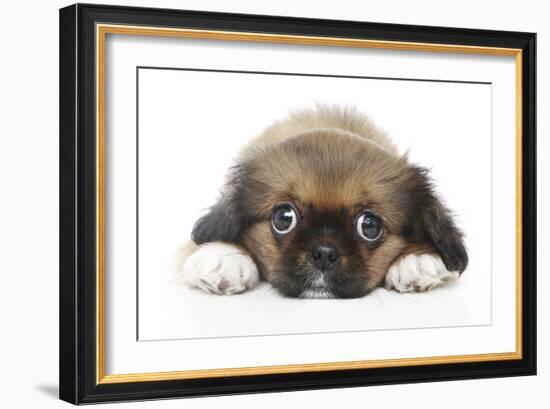 Puppies 049-Andrea Mascitti-Framed Photographic Print