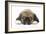 Puppies 049-Andrea Mascitti-Framed Photographic Print