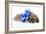 Puppies 050-Andrea Mascitti-Framed Photographic Print