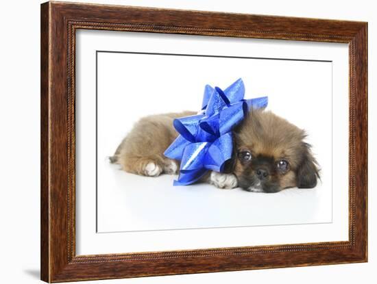 Puppies 050-Andrea Mascitti-Framed Photographic Print