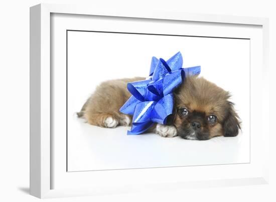 Puppies 050-Andrea Mascitti-Framed Photographic Print