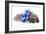 Puppies 050-Andrea Mascitti-Framed Photographic Print