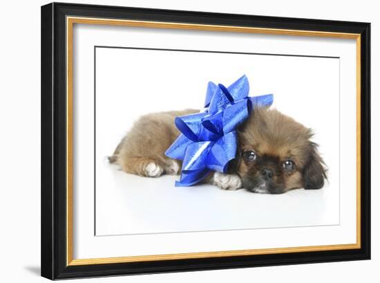 Puppies 050-Andrea Mascitti-Framed Photographic Print