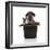Puppies 052-Andrea Mascitti-Framed Photographic Print