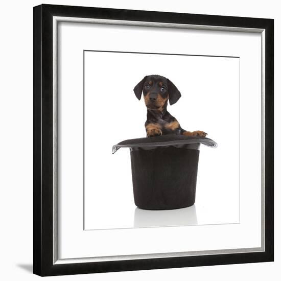 Puppies 053-Andrea Mascitti-Framed Photographic Print