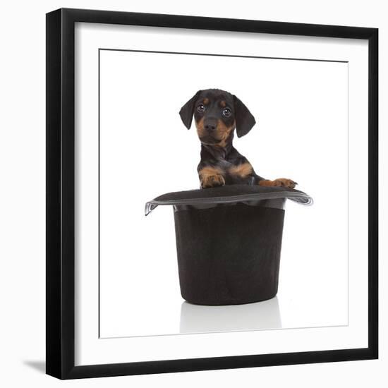 Puppies 053-Andrea Mascitti-Framed Photographic Print