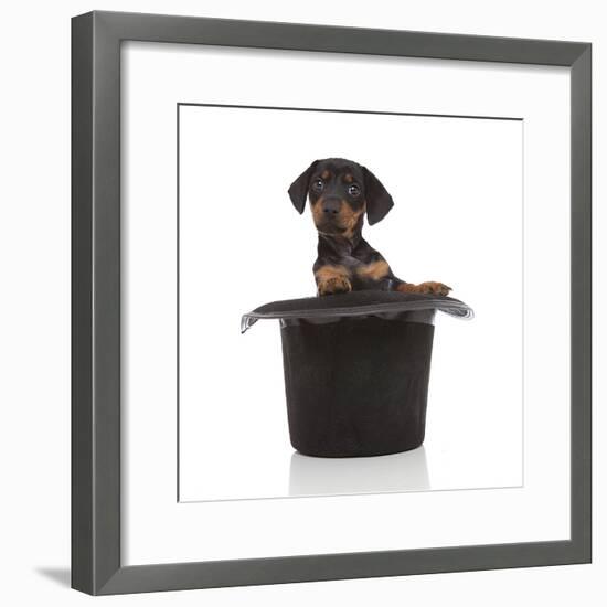 Puppies 053-Andrea Mascitti-Framed Photographic Print