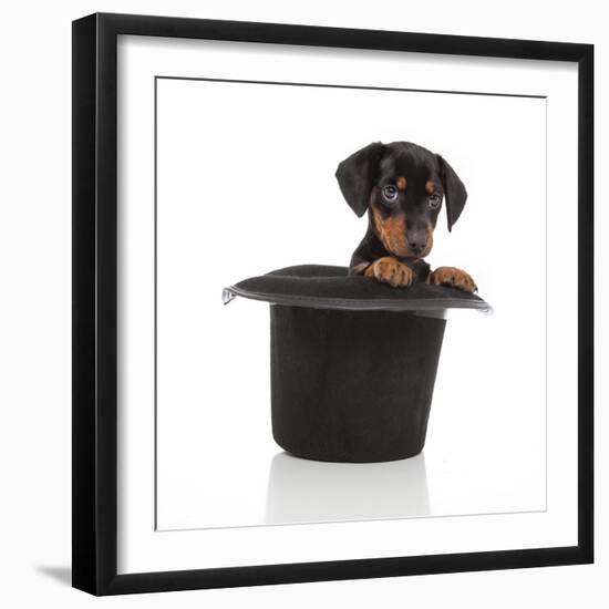 Puppies 054-Andrea Mascitti-Framed Photographic Print