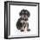 Puppies 055-Andrea Mascitti-Framed Photographic Print