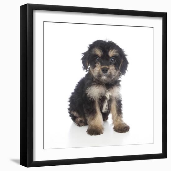 Puppies 055-Andrea Mascitti-Framed Photographic Print
