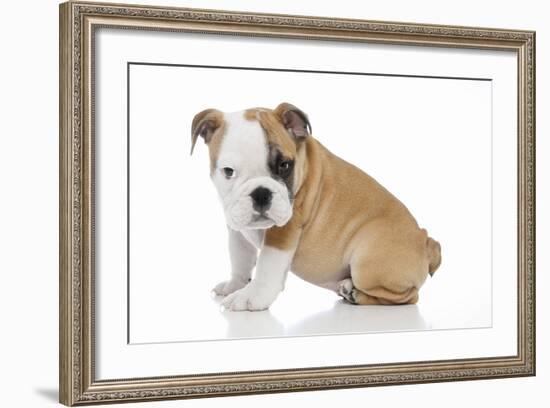 Puppies 056-Andrea Mascitti-Framed Photographic Print