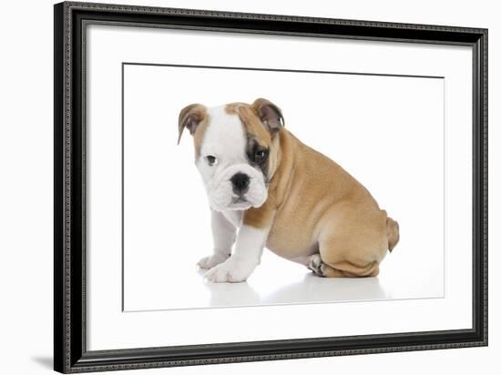 Puppies 056-Andrea Mascitti-Framed Photographic Print