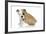 Puppies 056-Andrea Mascitti-Framed Photographic Print