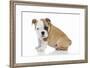 Puppies 056-Andrea Mascitti-Framed Photographic Print
