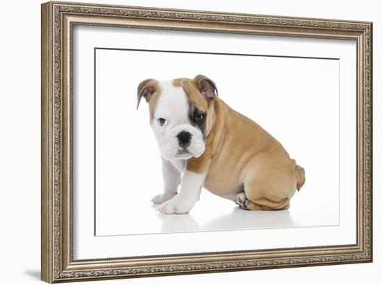 Puppies 056-Andrea Mascitti-Framed Photographic Print