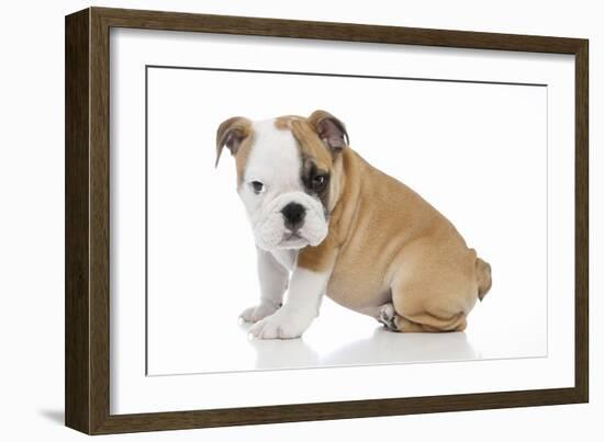 Puppies 056-Andrea Mascitti-Framed Photographic Print