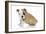 Puppies 056-Andrea Mascitti-Framed Photographic Print