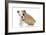 Puppies 056-Andrea Mascitti-Framed Photographic Print