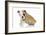 Puppies 056-Andrea Mascitti-Framed Photographic Print