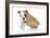 Puppies 056-Andrea Mascitti-Framed Photographic Print