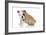 Puppies 056-Andrea Mascitti-Framed Photographic Print