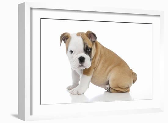 Puppies 056-Andrea Mascitti-Framed Photographic Print