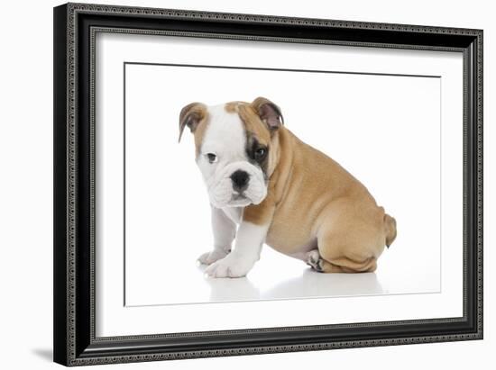 Puppies 056-Andrea Mascitti-Framed Photographic Print