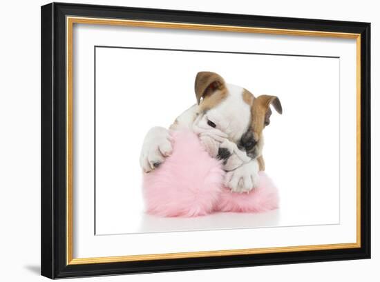 Puppies 057-Andrea Mascitti-Framed Photographic Print