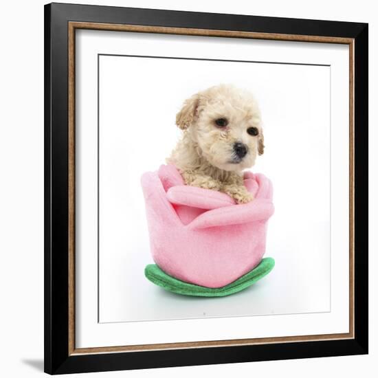 Puppies 061-Andrea Mascitti-Framed Photographic Print