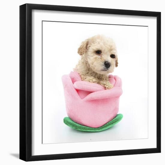 Puppies 061-Andrea Mascitti-Framed Photographic Print