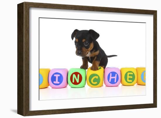 Puppies 062-Andrea Mascitti-Framed Photographic Print