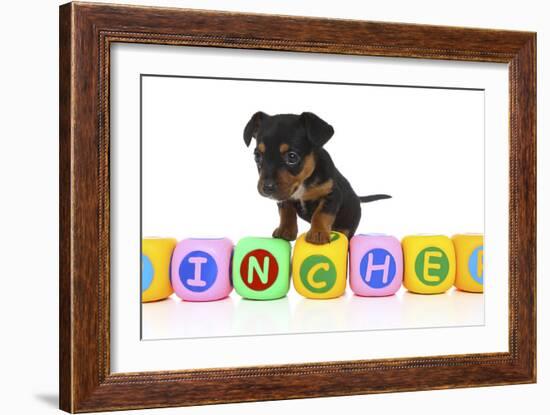 Puppies 062-Andrea Mascitti-Framed Photographic Print